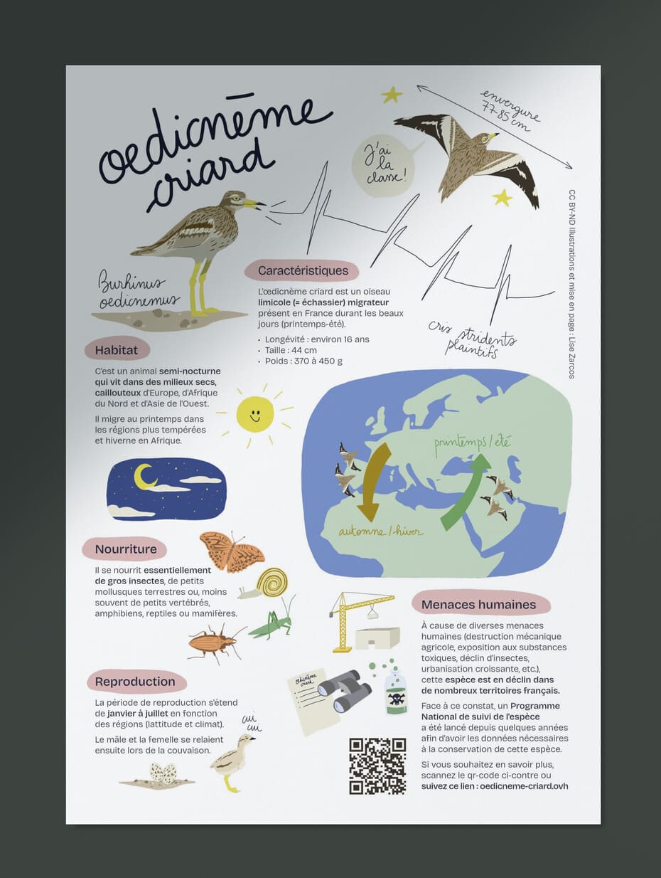 Image représentant une fiche pédagogique illustrée sur l'œdicnème criard (oiseau limicole), placée en diagonale.