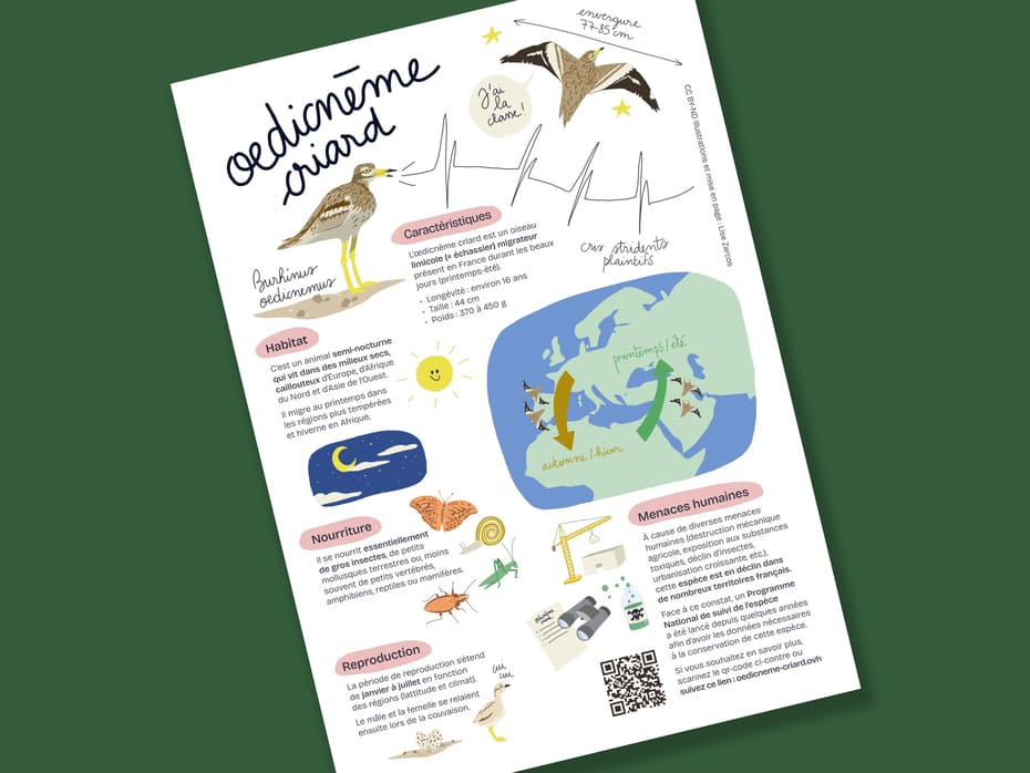 Image représentant une fiche pédagogique illustrée sur l'œdicnème criard (oiseau limicole), placée en diagonale.